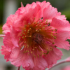Geum Pink Frills - Abriachan Nurseries, The garden On Loch Ness